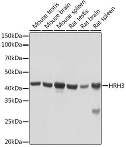 Western blot - HRH3 Rabbit mAb (A3500)
