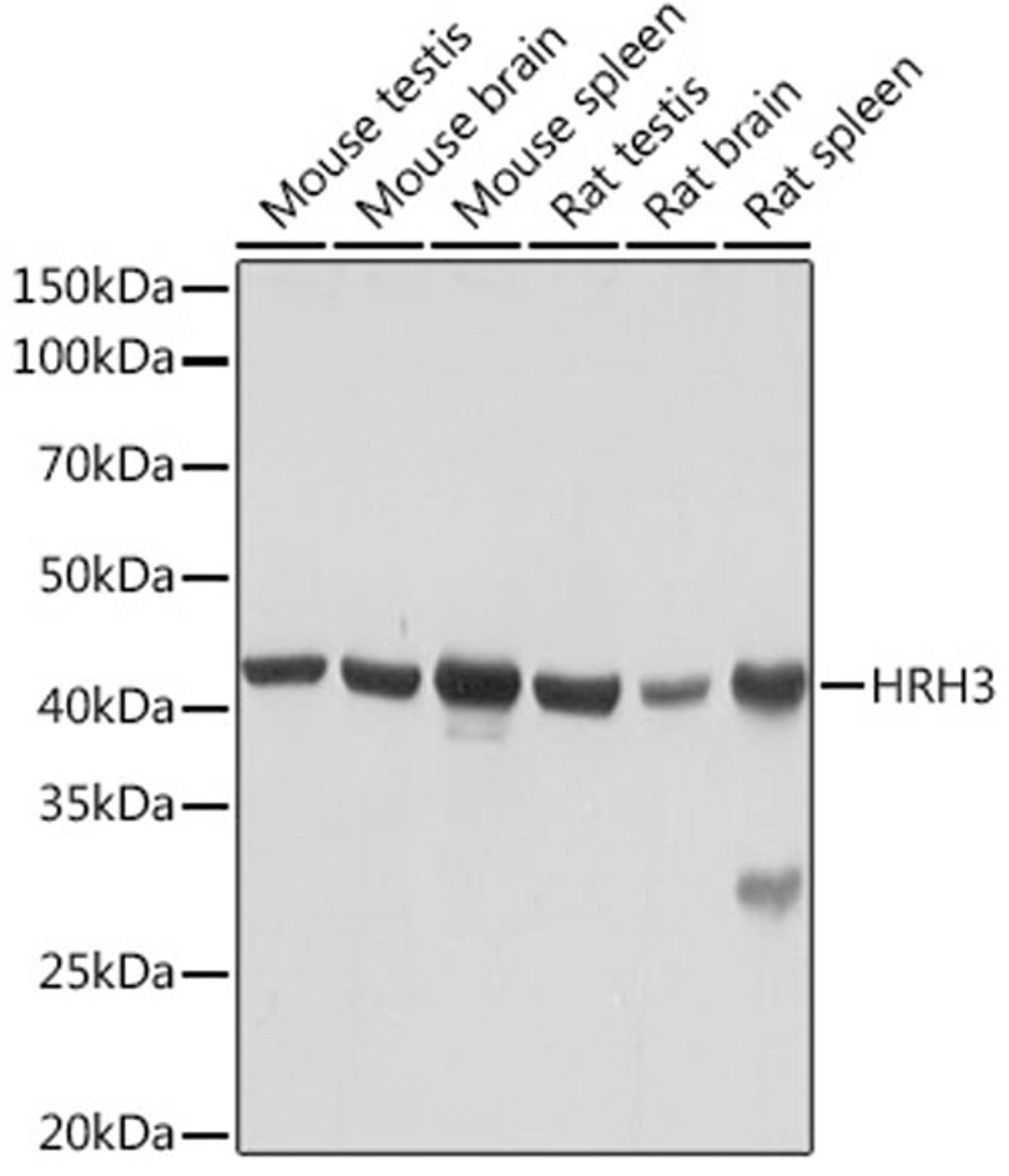 Western blot - HRH3 Rabbit mAb (A3500)