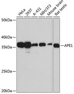 Western blot - APE1 Rabbit mAb (A11238)