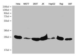 Western Blot. Positive WB detected in: Hela whole cell lysate, MCF7 whole cell lysate, 293T whole cell lysate, JK whole cell lysate, HepG2 whole cell lysate, Raji whole cell lysate, U87 whole cell lysate . All lanes: PRDX3 antibody at 1:1000. Secondary. Goat polyclonal to mouse IgG at 1/50000 dilution. Predicted band size: 28 kDa. Observed band size: 28 KDa. Exposure time:5min