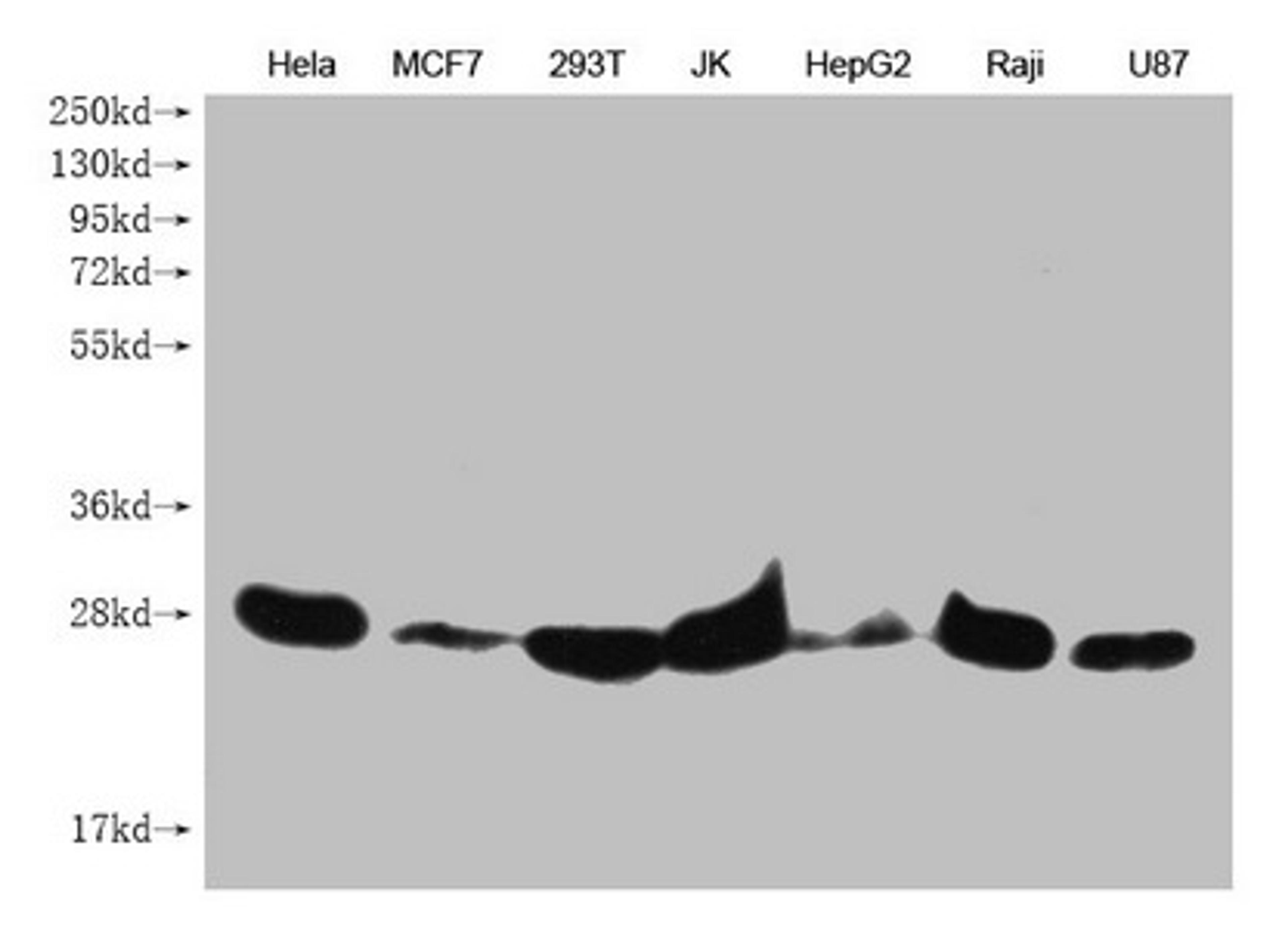 Western Blot. Positive WB detected in: Hela whole cell lysate, MCF7 whole cell lysate, 293T whole cell lysate, JK whole cell lysate, HepG2 whole cell lysate, Raji whole cell lysate, U87 whole cell lysate . All lanes: PRDX3 antibody at 1:1000. Secondary. Goat polyclonal to mouse IgG at 1/50000 dilution. Predicted band size: 28 kDa. Observed band size: 28 KDa. Exposure time:5min