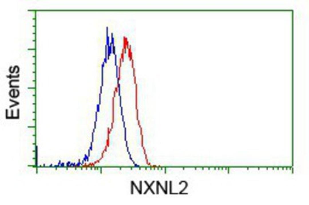 Flow Cytometry: NXNL2 Antibody (2B11) [NBP2-02605] - Analysis of Hela cells, using anti-NXNL2 antibody, (Red), compared to a nonspecific negative control antibody (Blue).