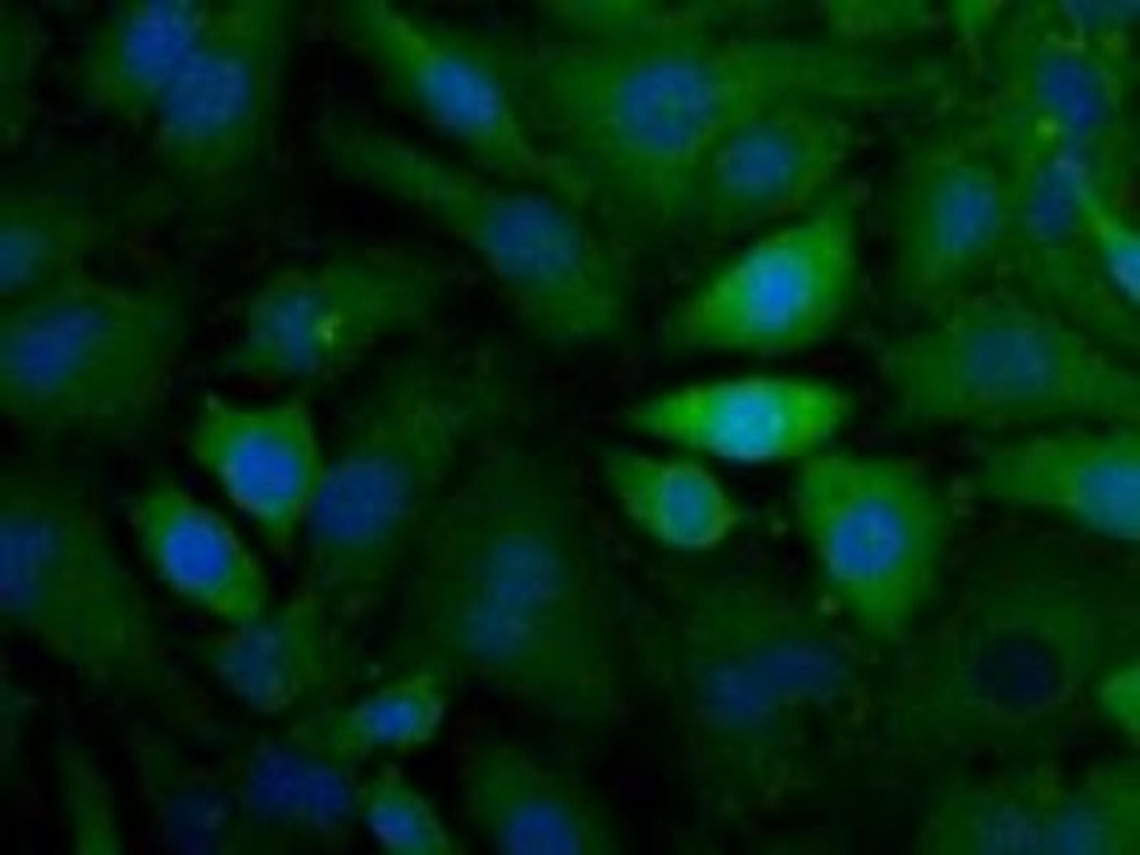 Immunocytochemistry/Immunofluorescence: CX3CL1 Antibody [NBP1-49539] - Analysis of CX3CL (green) in HeLa cells using NBP1-49539. Nuclei (blue) are counterstained using Hoechst 33258.