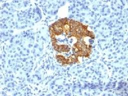 IHC testing of human pancreas stained with Insulin antibody (2D11-H5). Note cytoplasmic staining of cells.