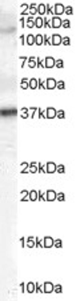 45-650 (2ug/ml) staining of Human Skin lysate (35ug protein in RIPA buffer). Primary incubation was 1 hour. Detected by chemiluminescence.