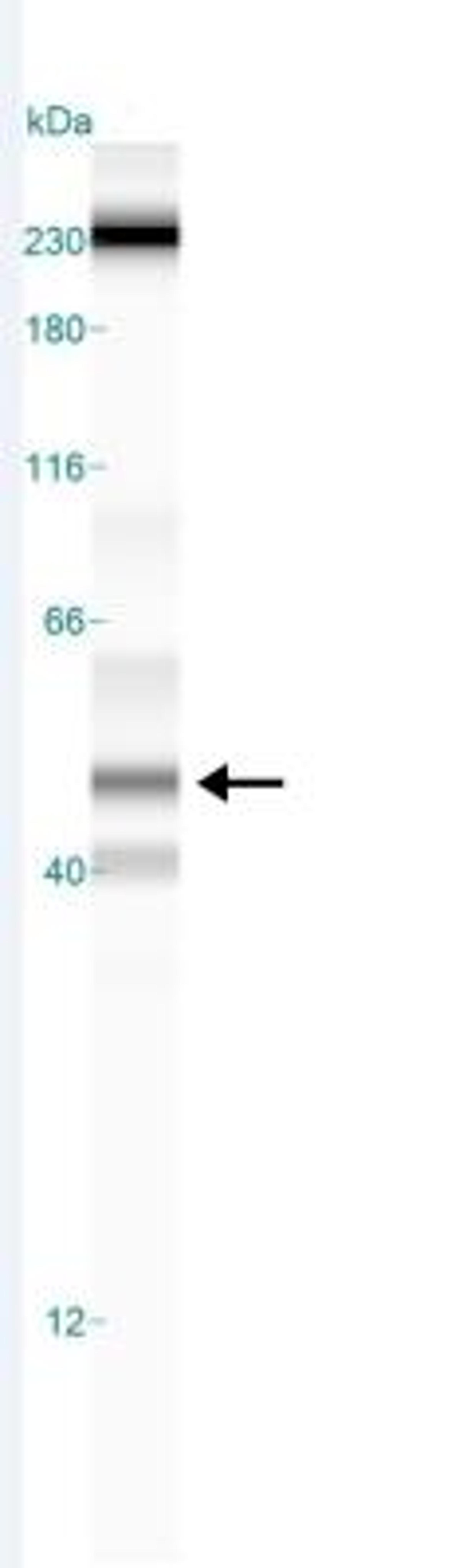 Simple Western: LXR Antibody [NB400-157] - Simple Western lane view shows a ~49 kDa for LXR in human skeletal muscle tissue lysate under reducing conditions. Image from verified customer review.