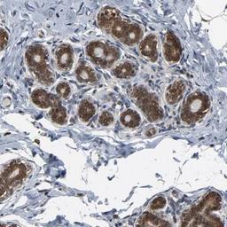 Immunohistochemistry-Paraffin: UBE2D4/Ubch5d Antibody [NBP1-81769] - Staining of human breast shows cytoplasmic and nuclear positivity in glandular cells.