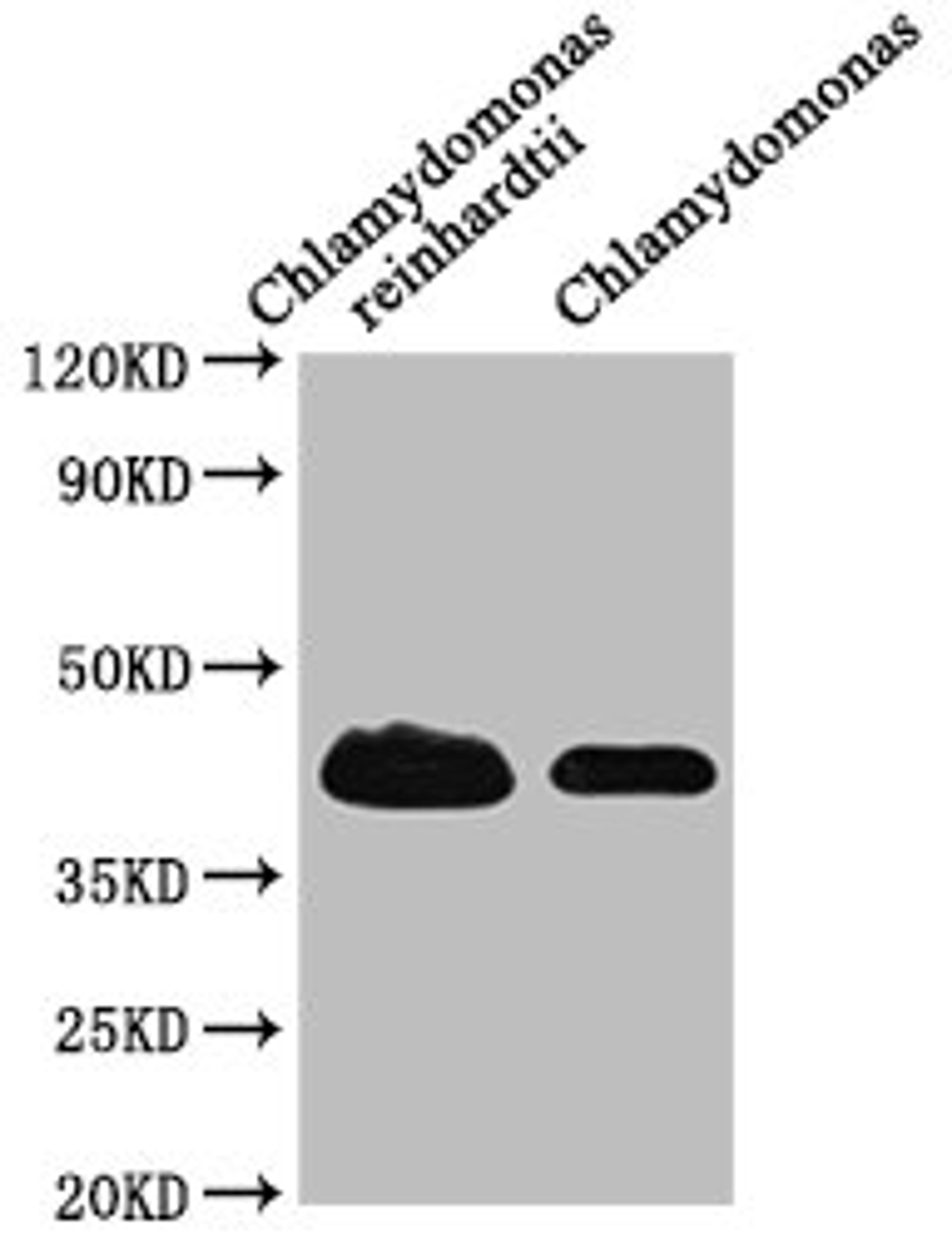 Western Blot. Positive WB detected in: Chlamydomonas reinhardtii tissue, Chlamydomonas tissue. All lanes: RB38 antibody at 1:1000. Secondary. Goat polyclonal to rabbit IgG at 1/50000 dilution. Predicted band size: 45 kDa. Observed band size: 45 kDa. 