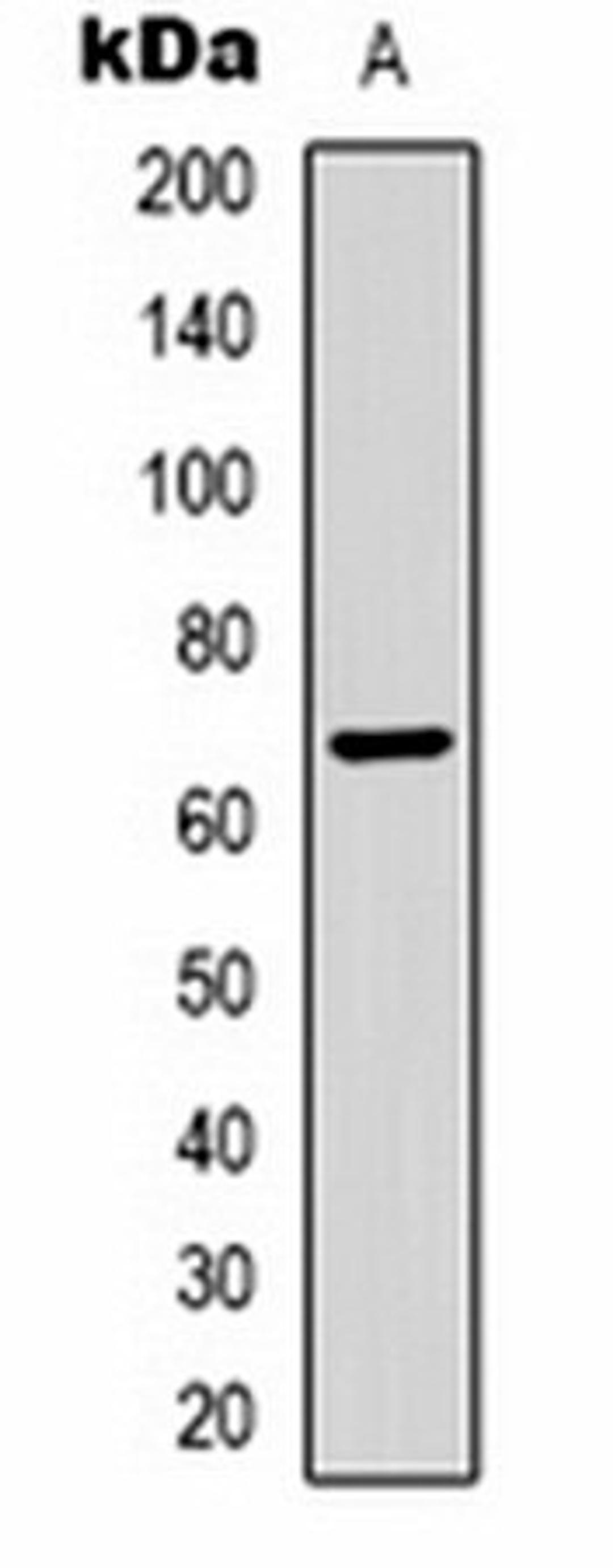 Western blot analysis of Bovine Serum Albumin (Lane 1) whole cell lysates using Bovine Serum Albumin antibody