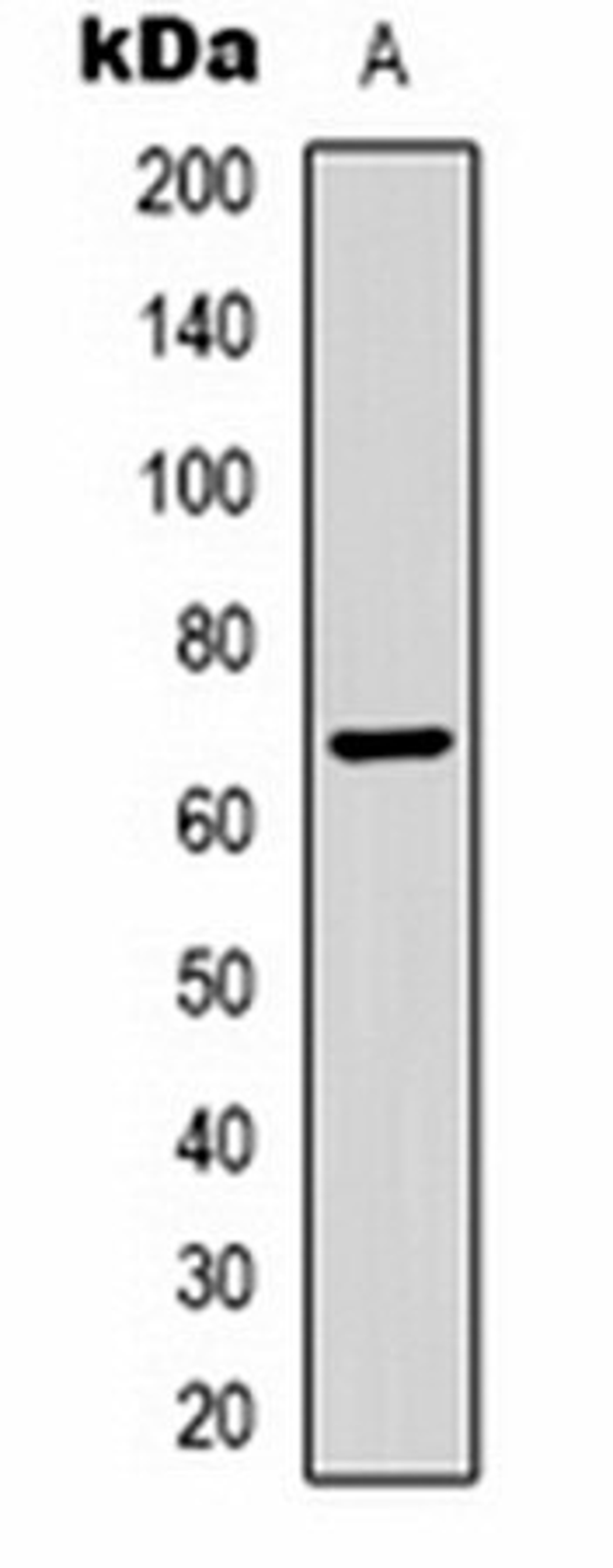 Western blot analysis of Bovine Serum Albumin (Lane 1) whole cell lysates using Bovine Serum Albumin antibody