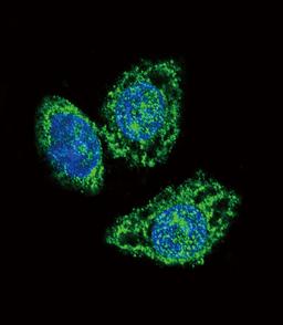 Confocal immunofluorescent analysis of DUSP6 Antibody with Hela cell followed by Alexa Fluor 488-conjugated goat anti-rabbit lgG (green). DAPI was used to stain the cell nuclear (blue).