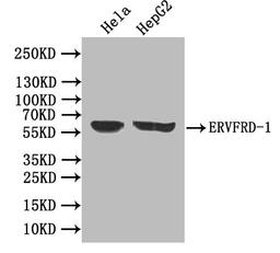 Western blot. All lanes: ERVFRD-1 antibody at 3.93ug/ml. Lane 1: Hela whole cell lysate. Lane 2: HepG2 whole cell lysate. Lane 3: A431 whole cell lysate. Secondary. Goat polyclonal to rabbit IgG at 1/10000 dilution. Predicted band size: 60 kDa. Observed band size: 60 kDa.
