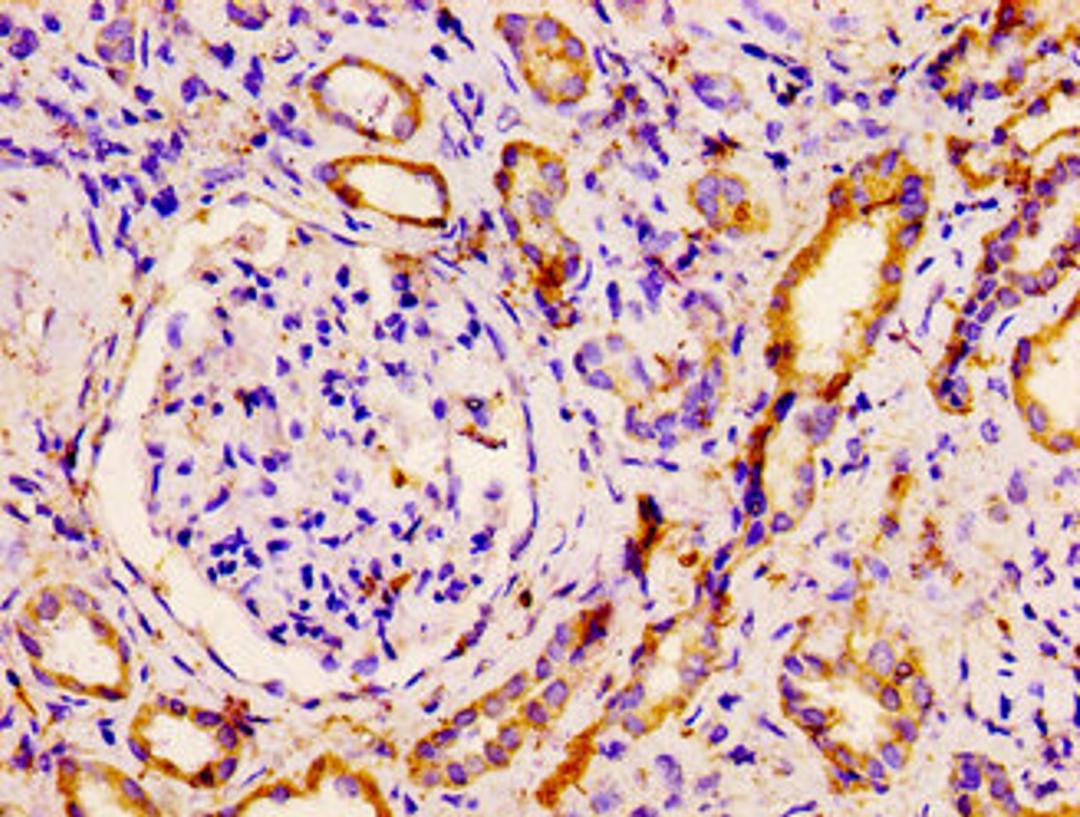 IHC image of CSB-PA809011LA01HU diluted at 1:500 and staining in paraffin-embedded human kidney tissue performed on a Leica BondTM system. After dewaxing and hydration, antigen retrieval was mediated by high pressure in a citrate buffer (pH 6.0). Section was blocked with 10% normal goat serum 30min at RT. Then primary antibody (1% BSA) was incubated at 4°C overnight. The primary is detected by a biotinylated secondary antibody and visualized using an HRP conjugated SP system.