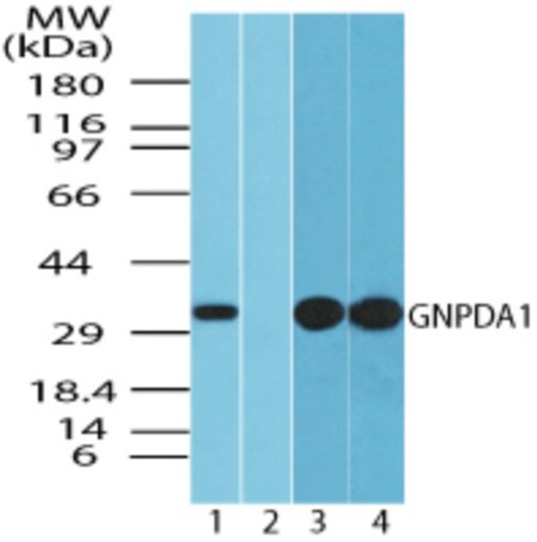 Western Blot: GNPDA1 Antibody [NBP2-24653] - analysis of GNPDA1 in human spleen lysate in the 1) absence and 2) presence of immunizing peptide 3) mouse spleen and 4) rat spleen using GNPDA1 antibody at 1.0 ug/ml, 0.5 ug/ml and 0.5 ug/ml, respectively.