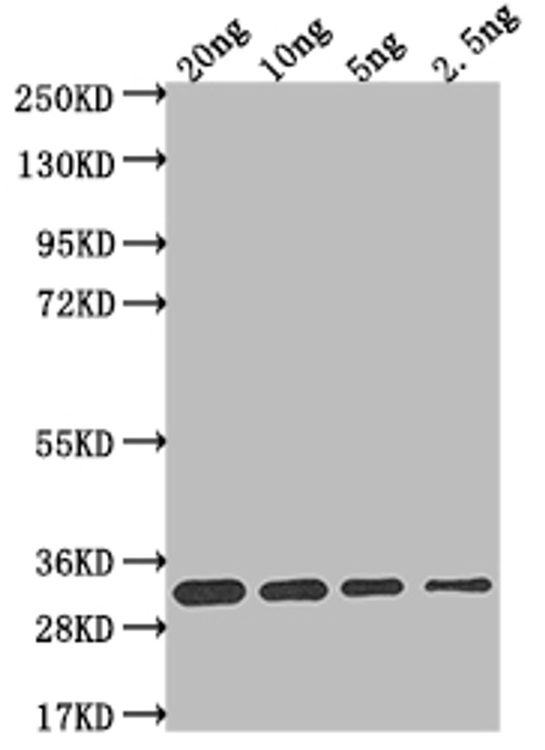 Western Blot. Positive WB detected in Recombinant protein. All lanes: L1R antibody at 1:2000. Secondary. Goat polyclonal to rabbit IgG at 1/50000 dilution. Predicted band size: 26.8 kDa. Observed band size: 29 kDa. 