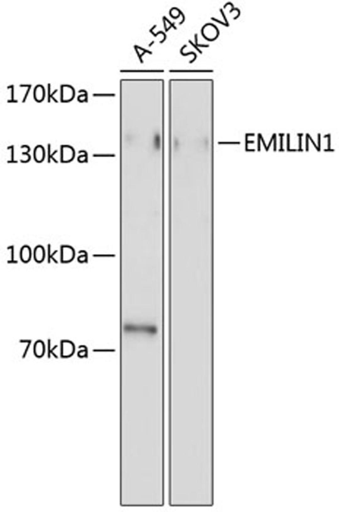 Western blot - EMILIN1 antibody (A4488)