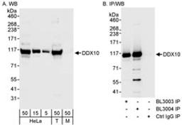 Detection of human DDX10 by western blot and immunoprecipitation.