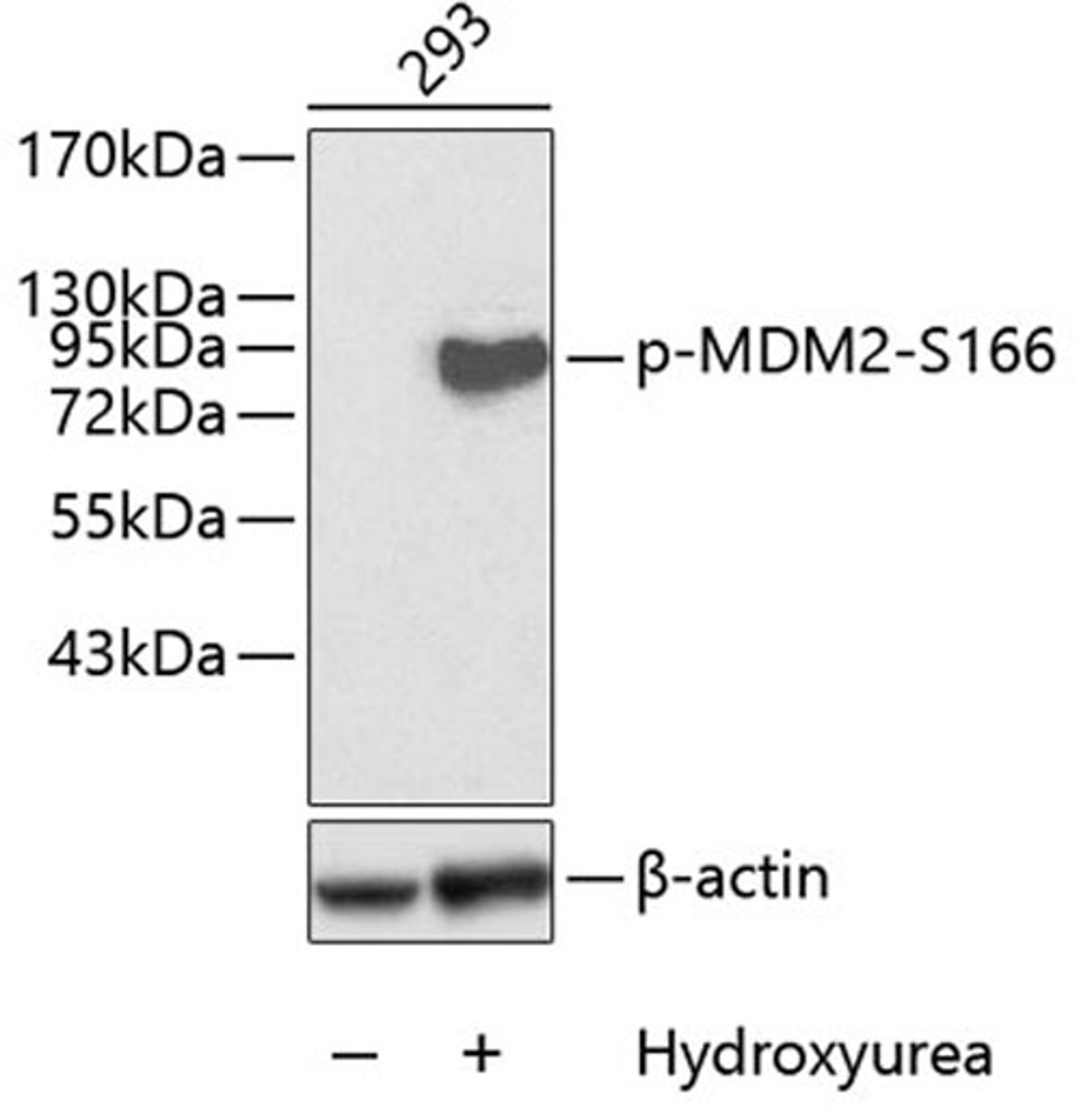 Western blot - Phospho-MDM2-S166 antibody (AP0073)