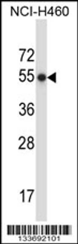 Western blot analysis in NCI-H460 cell line lysates (35ug/lane).