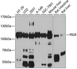 Western blot - PIGR antibody (A6130)