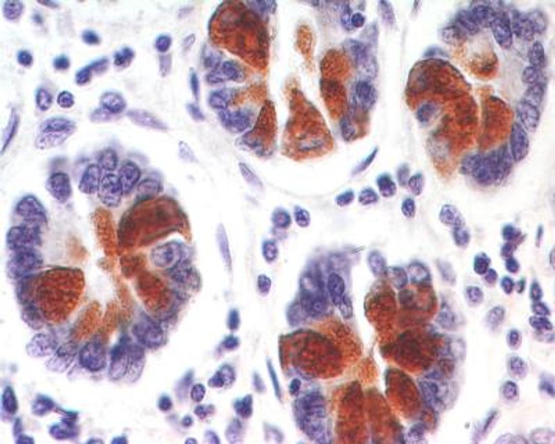 Immunohistochemistry-Paraffin: Reg3a Antibody [NBP2-24763] - Formalin-fixed, paraffin-embedded human intestine stained with REG3A antibody (2.5 ug/ml), peroxidase-conjugate and DAB chromogen.