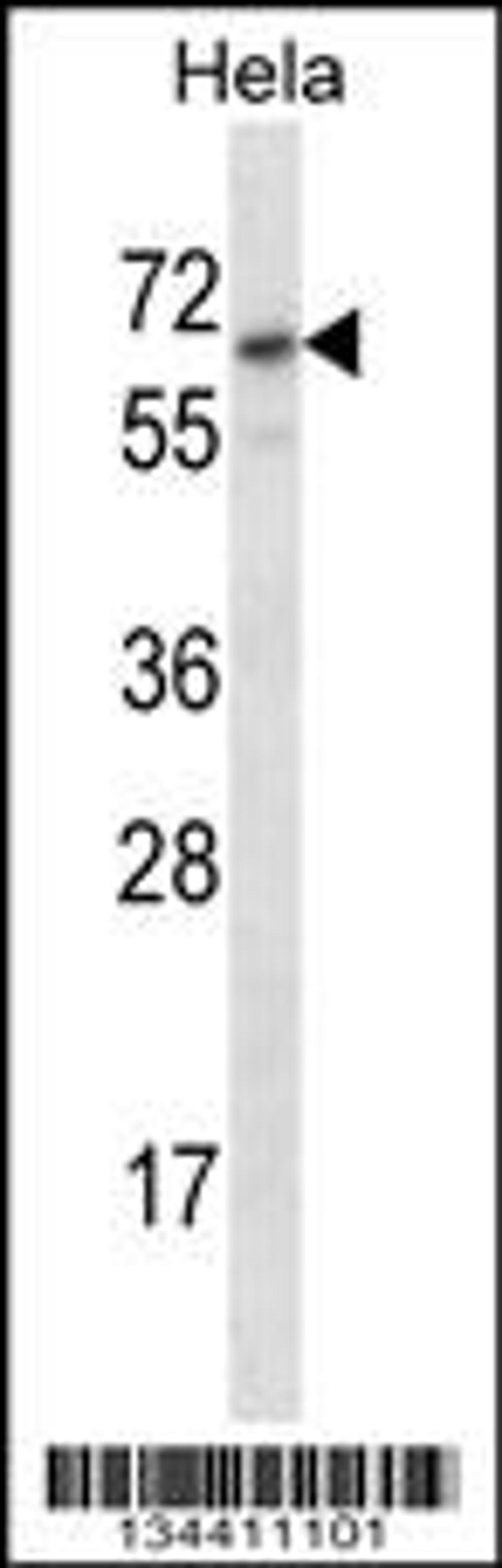 Western blot analysis in Hela cell line lysates (35ug/lane).