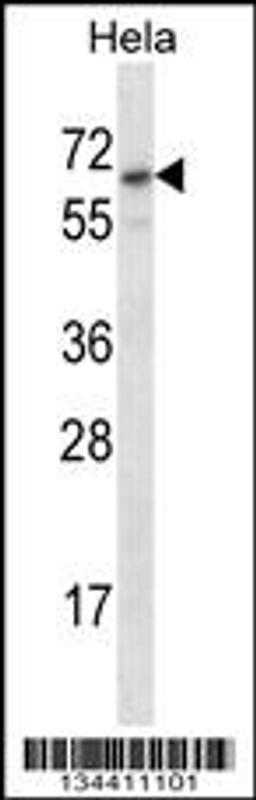 Western blot analysis in Hela cell line lysates (35ug/lane).