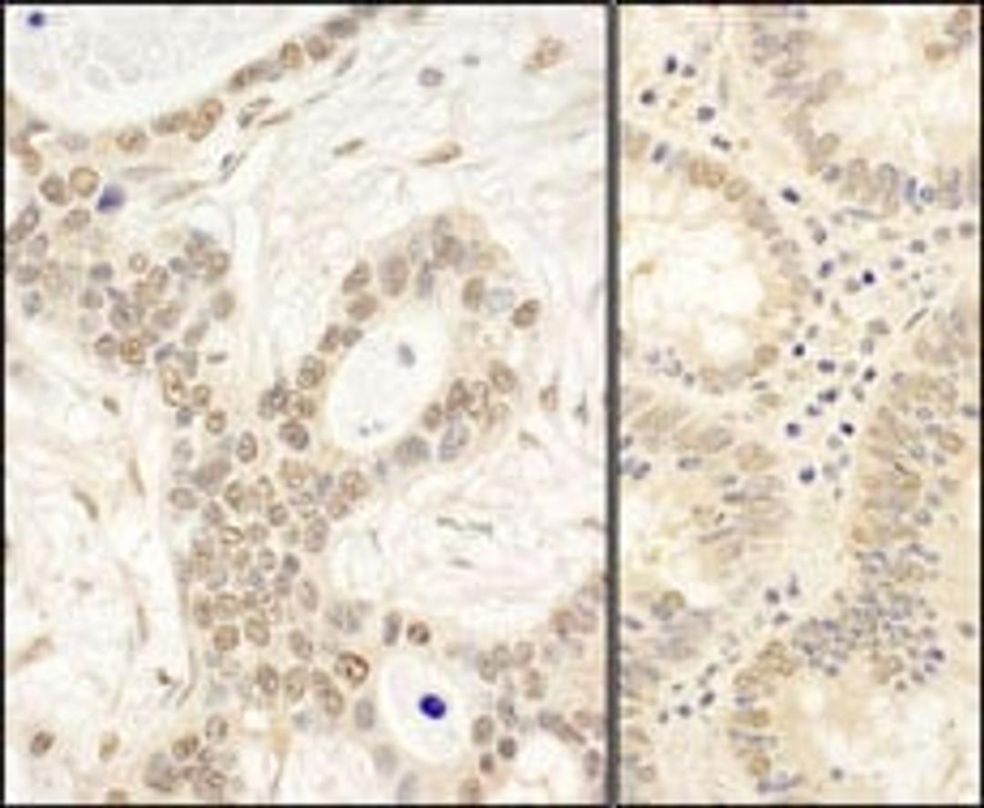 Detection of human FAF1 by immunohistochemistry.