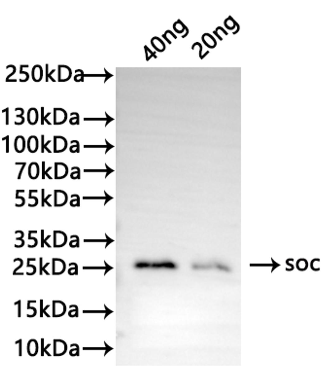 Western Blot. Positive WB detected in: recombinant protein. All lanes: soc Antibody at 1:1000. Secondary. Goat polyclonal to rabbit IgG at 1/50000 dilution. Predicted band size: 22 kDa. Observed band size: 27 kDa.