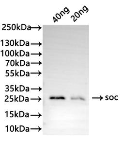 Western Blot. Positive WB detected in: recombinant protein. All lanes: soc Antibody at 1:1000. Secondary. Goat polyclonal to rabbit IgG at 1/50000 dilution. Predicted band size: 22 kDa. Observed band size: 27 kDa.