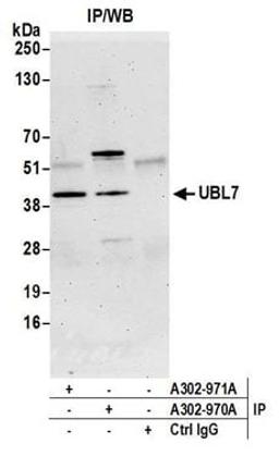 Detection of human UBL7 by western blot of immunoprecipitates.