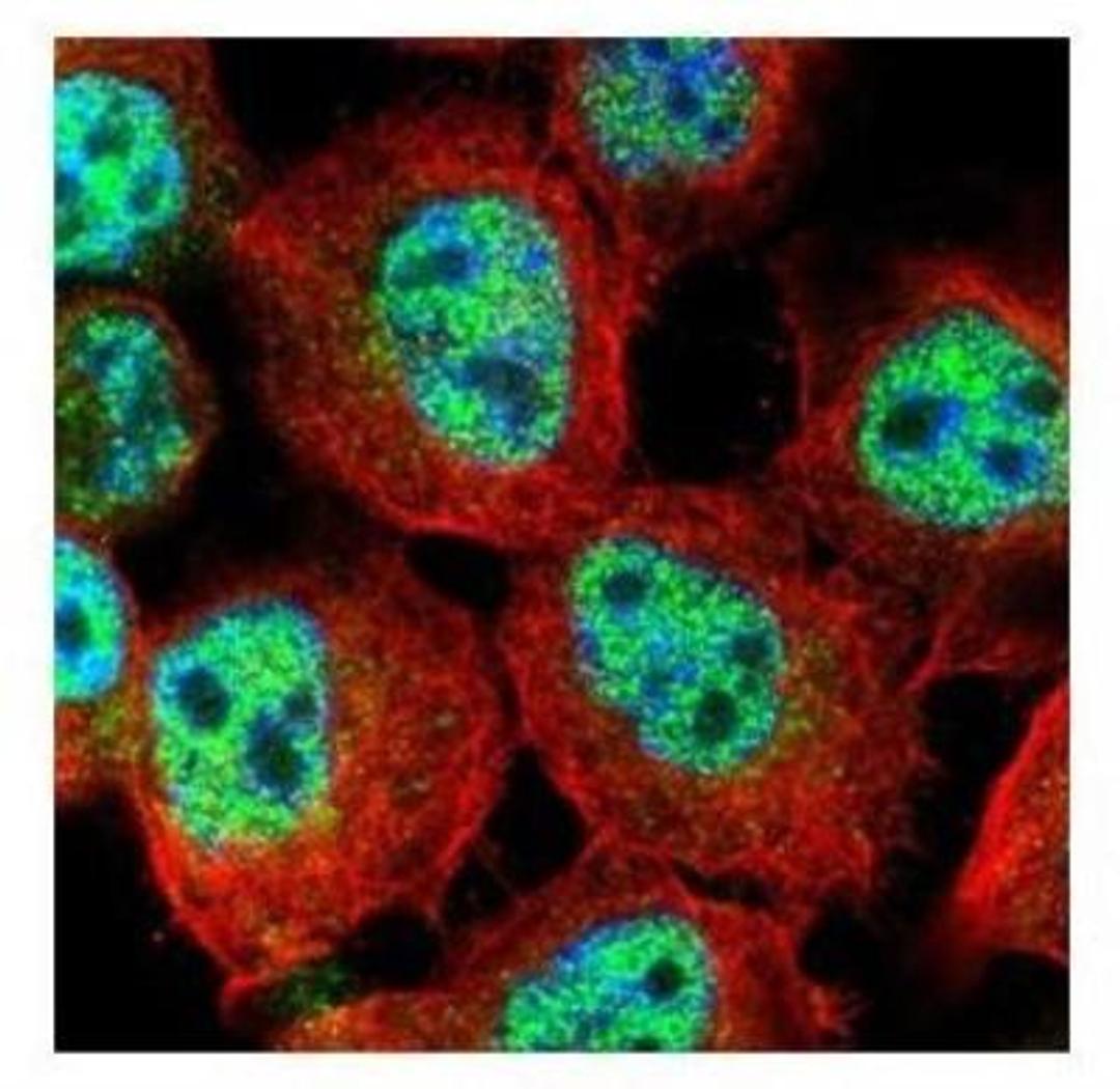 Immunocytochemistry/Immunofluorescence: MgcRacGAP/RACGAP1 Antibody [NBP1-33455] - Paraformaldehyde-fixed A431, using RACGAP1 antibody (Green) at 1:500 dilution. Alpha-tubulin filaments were labeled with an alpha Tubulin antibody (Red) at 1:2000.