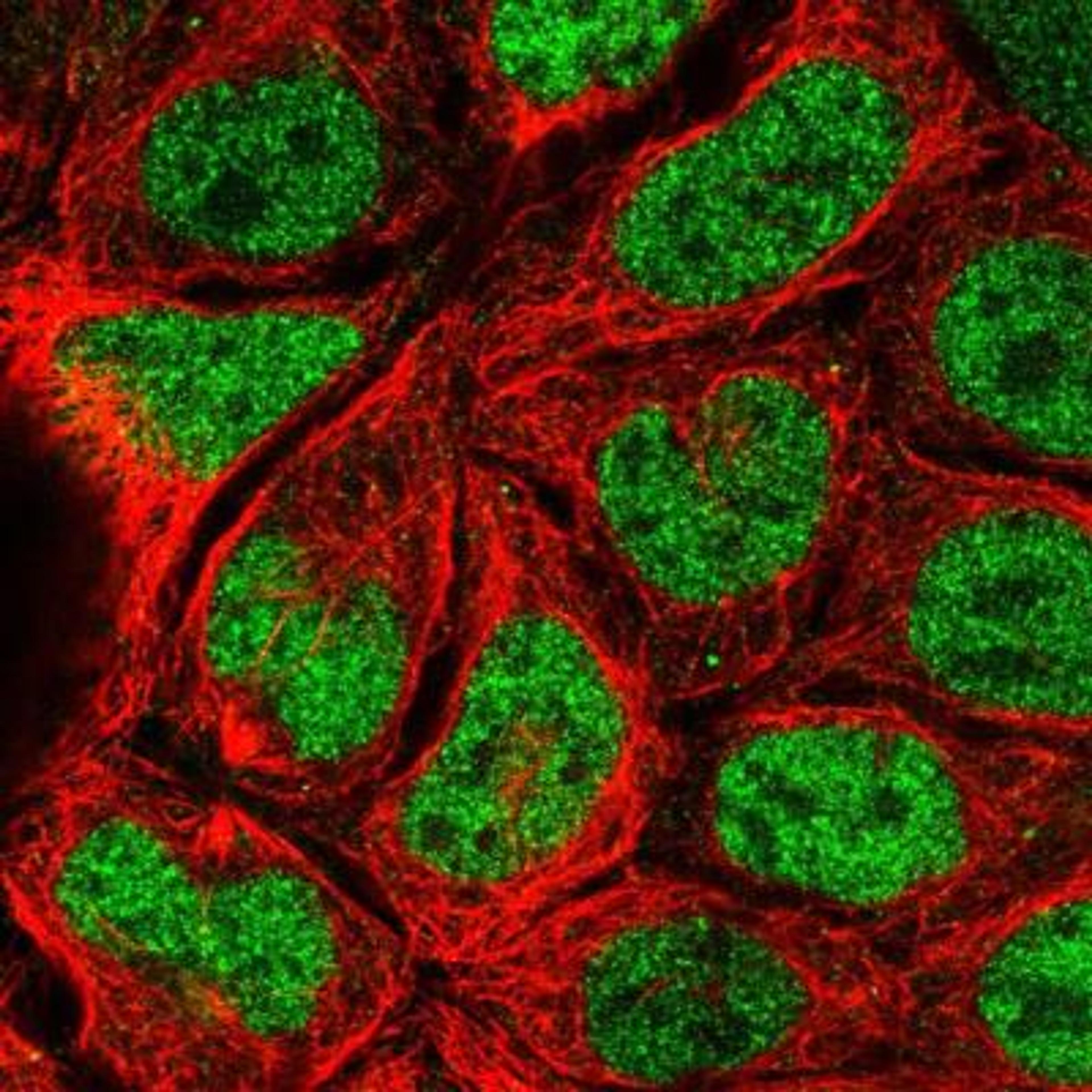 Immunofluorescence: MORC4 Antibody [NBP1-82318] - Analysis of human cell line CACO-2 shows positivity in nucleus but excluded from the nucleoli. Antibody staining is shown in green.