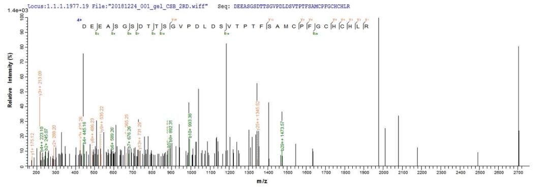 Based on the SEQUEST from database of E.coli host and target protein, the LC-MS/MS Analysis result of CSB-EP002683MO could indicate that this peptide derived from E.coli-expressed Mus musculus (Mouse) Bgn.