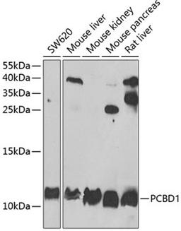 Western blot - PCBD1 antibody (A6392)