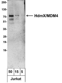 Western Blot: MDMX Antibody [NB100-556] - Analysis using the Biotin conjugate of NB100-556. Detection of Jurkat (50, 15, and 5 ug). Antibody used at 1.0 ug/ml. Detection: Streptavidin-HRP and chemiluminescence with an exposure time of 30 seconds.