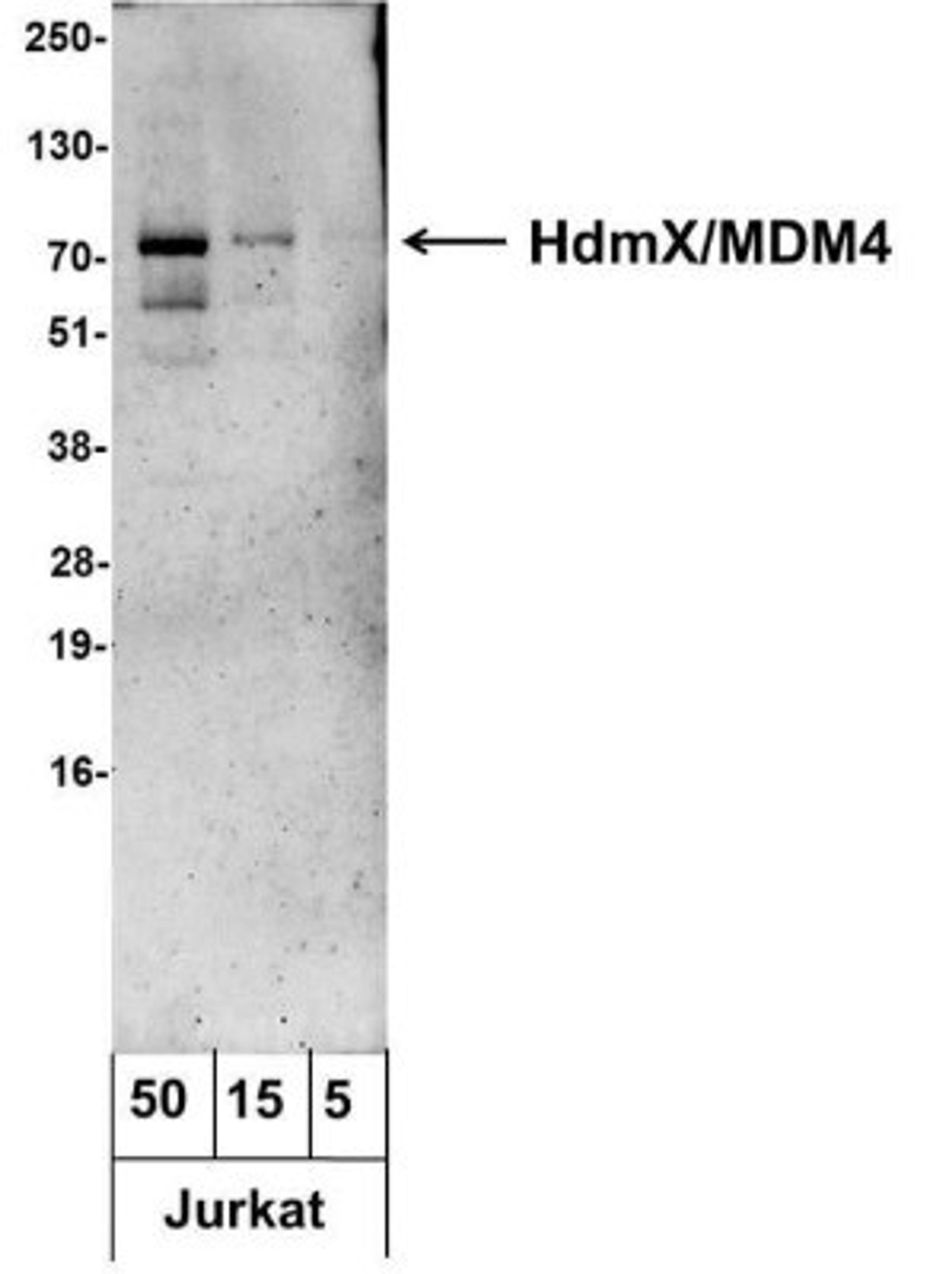 Western Blot: MDMX Antibody [NB100-556] - Analysis using the Biotin conjugate of NB100-556. Detection of Jurkat (50, 15, and 5 ug). Antibody used at 1.0 ug/ml. Detection: Streptavidin-HRP and chemiluminescence with an exposure time of 30 seconds.