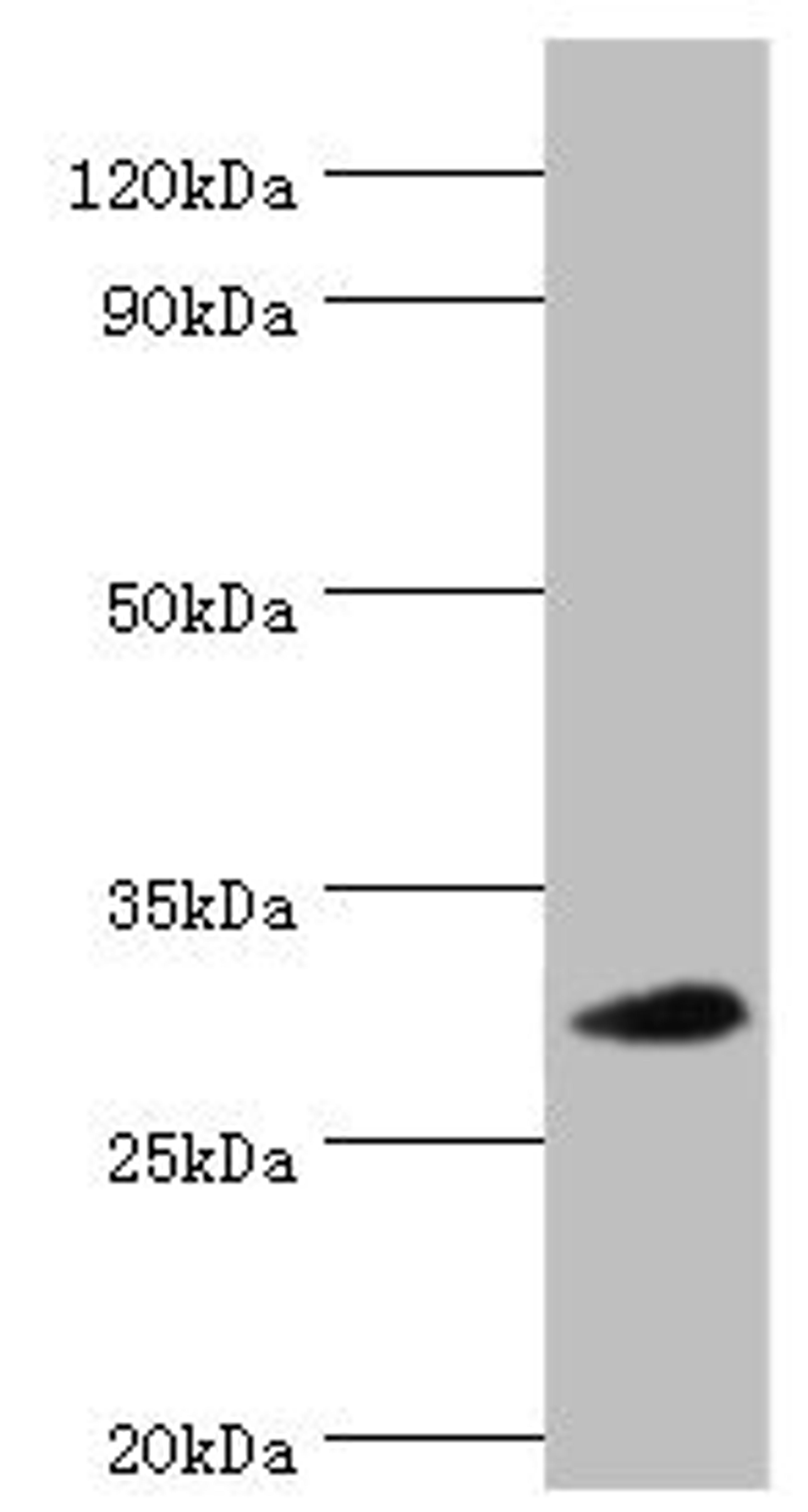 Western blot. All lanes: 39S ribosomal protein L28, mitochondrial antibody at 2ug/ml + Hela whole cell lysate. Secondary. Goat polyclonal to rabbit IgG at 1/10000 dilution. Predicted band size: 30 kDa. Observed band size: 30 kDa. 