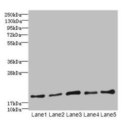 Western blot. All lanes: PPIL3 antibody at 10µg/ml. Lane 1: U87 whole cell lysate. Lane 2: HL60 whole cell lysate. Lane 3: K562 whole cell lysate. Lane 4: THP-1 whole cell lysate. Lane 5: A549 whole cell lysate. Secondary. Goat polyclonal to rabbit IgG at 1/10000 dilution. Predicted band size: 19 kDa. Observed band size: 19 kDa