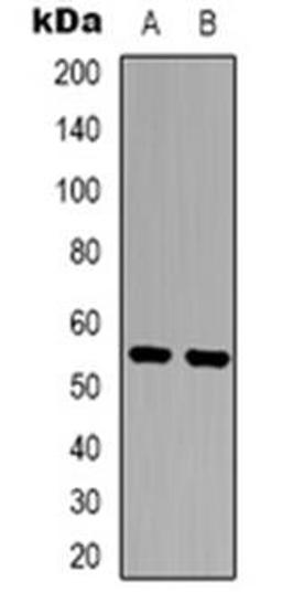 Western blot analysis of XPLN expression in MCF7 (Lane 1), COLO205 (Lane 2) whole cell lysates using ARHGEF3 antibody