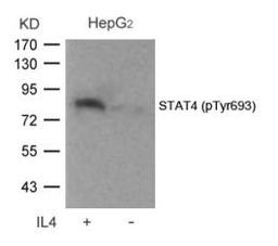 Western blot analysis of lysed extracts from HepG2 cells untreated or treated with IL-4 using STAT4 (Phospho-Tyr693).