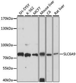 Western blot - SLC6A9 antibody (A16203)