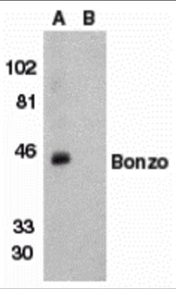 Western blot analysis of Bonzo in human spleen tissue lysate with Bonzo antibody at 1 &#956;g/mL in (A) the absence or (B) the presence of blocking peptide.