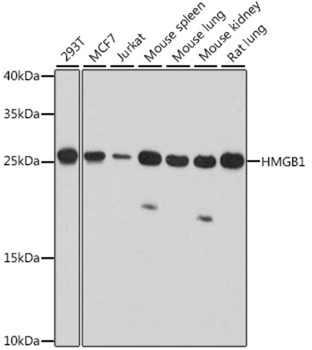 Western blot - HMGB1 antibody (A2553)