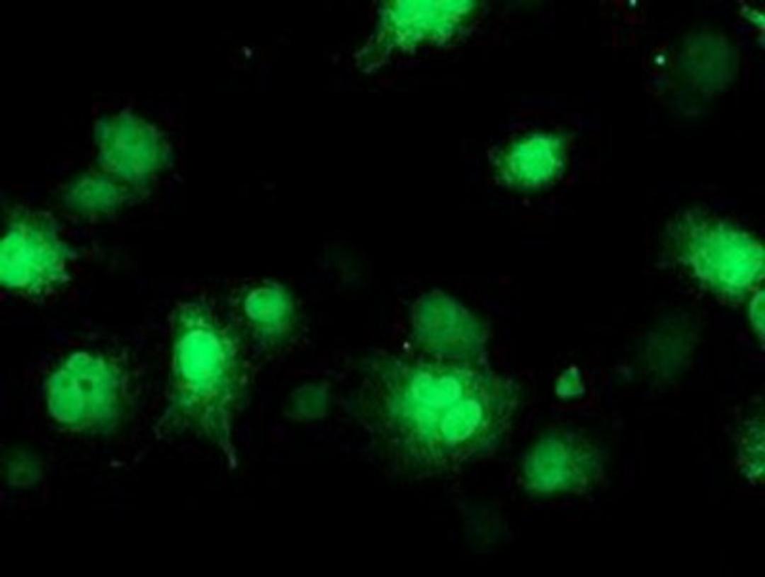 Immunocytochemistry/Immunofluorescence: COASY Antibody (3B3) [NBP2-01081] Staining of COS7 cells transiently transfected by pCMV6-ENTRY COASY.