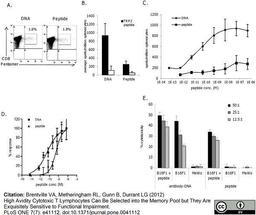 Rat anti Mouse CD4 antibody used for the detection of CD8 positive lymphocytes