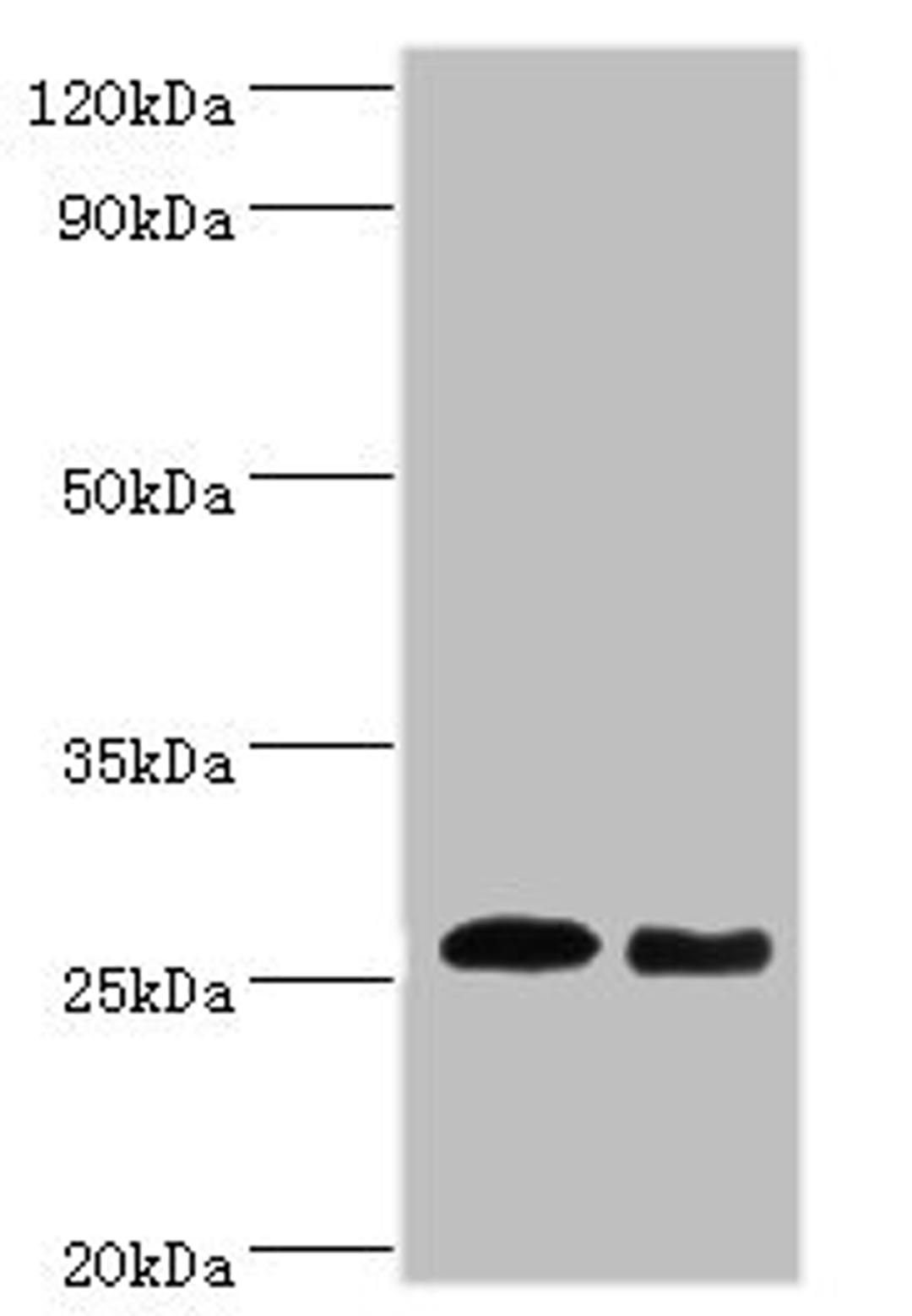 Western blot. All lanes: Tumor necrosis factor antibody at dilution of 1: 1000. Lane 1: Tumor necrosis factor protein at 0.05ug. Lane 2: Tumor necrosis factor protein at 0.5ug. Secondary. Goat polyclonal to rabbit IgG at 1/10000 dilution. Predicted band size: 26 kDa. Observed band size: 26 kDa. 