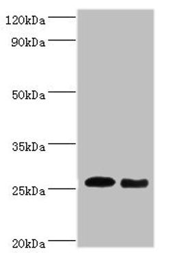Western blot. All lanes: Tumor necrosis factor antibody at dilution of 1: 1000. Lane 1: Tumor necrosis factor protein at 0.05ug. Lane 2: Tumor necrosis factor protein at 0.5ug. Secondary. Goat polyclonal to rabbit IgG at 1/10000 dilution. Predicted band size: 26 kDa. Observed band size: 26 kDa. 