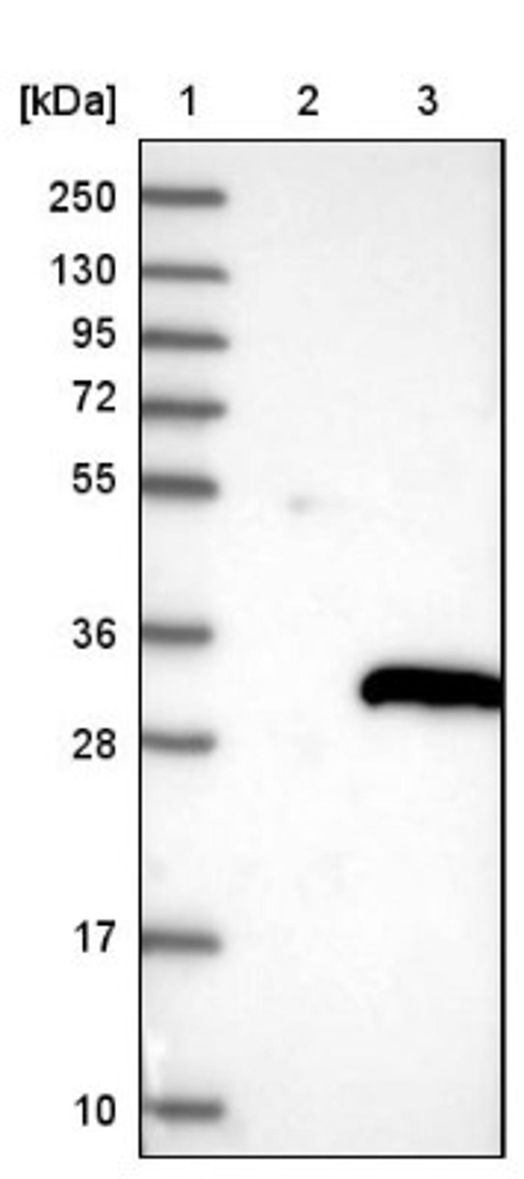 Western Blot: C22orf13 Antibody [NBP1-93512] - Lane 1: Marker [kDa] 250, 130, 95, 72, 55, 36, 28, 17, 10<br/>Lane 2: Negative control (vector only transfected HEK293T lysate)<br/>Lane 3: Over-expression lysate (Co-expressed with a C-terminal myc-DDK tag (~3.1 kDa) in mammalian HEK293T cells, LY410517)