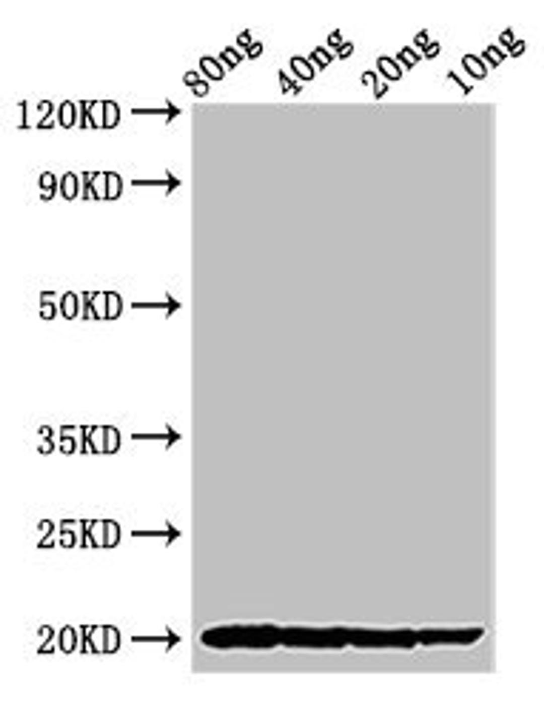 Western Blot. Positive WB detected in Recombinant protein. All lanes: THI2.1 antibody at 2.7ug/ml. Secondary. Goat polyclonal to rabbit IgG at 1/50000 dilution. Predicted band size: 20 kDa. Observed band size: 20 kDa.